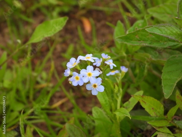 Obraz forget me not