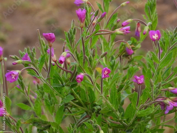 Obraz purple crocus flowers