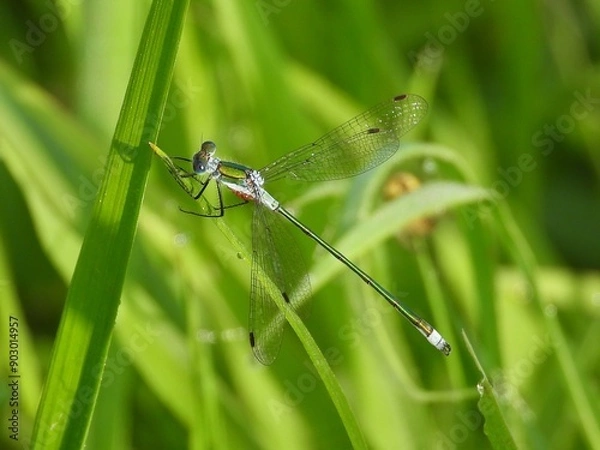 Obraz dragonfly on the grass