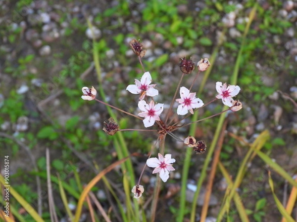 Obraz bee on a flower