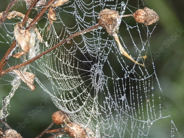 Obraz spider web with dew drops