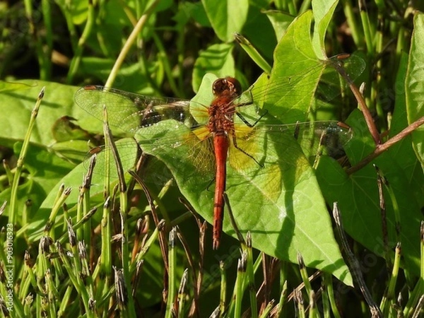 Obraz dragonfly on a leaf