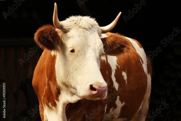 Obraz Kuh mit Hörnern