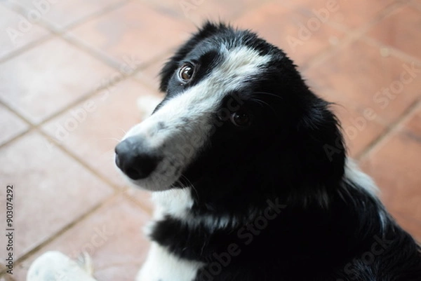 Obraz black and white