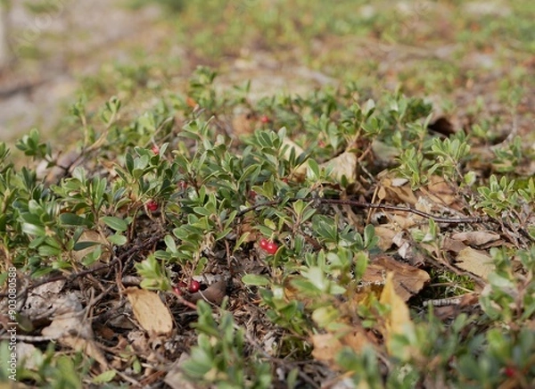 Fototapeta Ripe large lingonberry on the branches of a bush on a cloudy autumn day. Healthy vegetarian food with a high content of vitamins and trace elements.