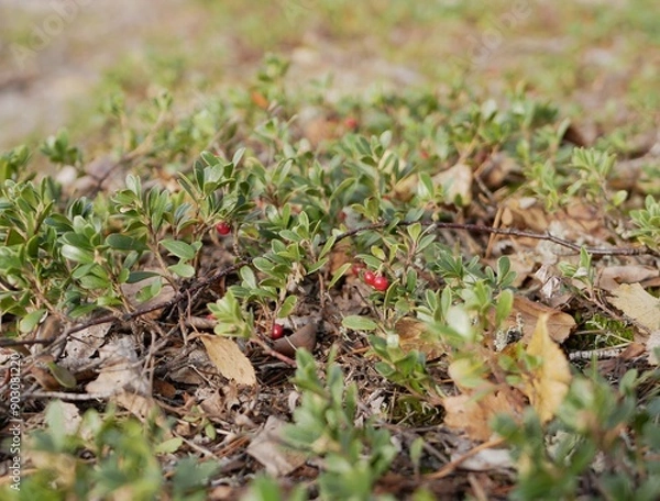 Fototapeta Ripe large lingonberry on the branches of a bush on a cloudy autumn day. Healthy vegetarian food with a high content of vitamins and trace elements.