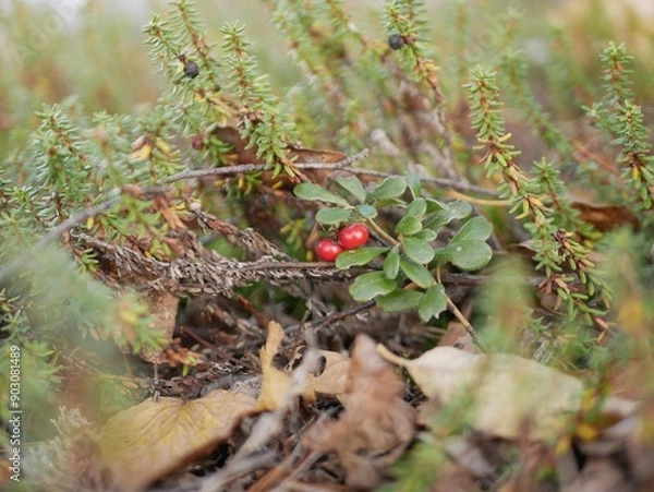 Fototapeta Ripe large lingonberry on the branches of a bush on a cloudy autumn day. Healthy vegetarian food with a high content of vitamins and trace elements.