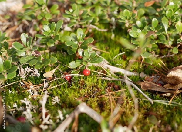 Fototapeta Ripe large lingonberry on the branches of a bush on a cloudy autumn day. Healthy vegetarian food with a high content of vitamins and trace elements.