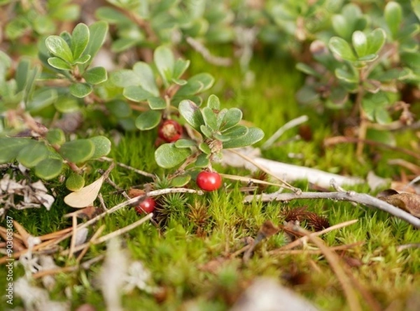 Fototapeta Ripe large lingonberry on the branches of a bush on a cloudy autumn day. Healthy vegetarian food with a high content of vitamins and trace elements.