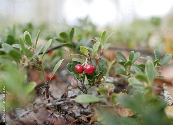 Fototapeta Ripe large lingonberry on the branches of a bush on a cloudy autumn day. Healthy vegetarian food with a high content of vitamins and trace elements.