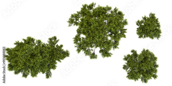 Fototapeta collection of Stone pine trees beautiful isolated on white background from top view