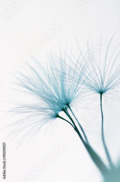 Fototapeta Dandelion seed