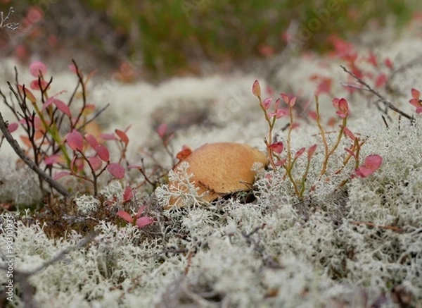 Fototapeta A large aspen mushroom grows among reindeer moss on a cloudy autumn day. Protein food for Vegetarians is grown in natural conditions.