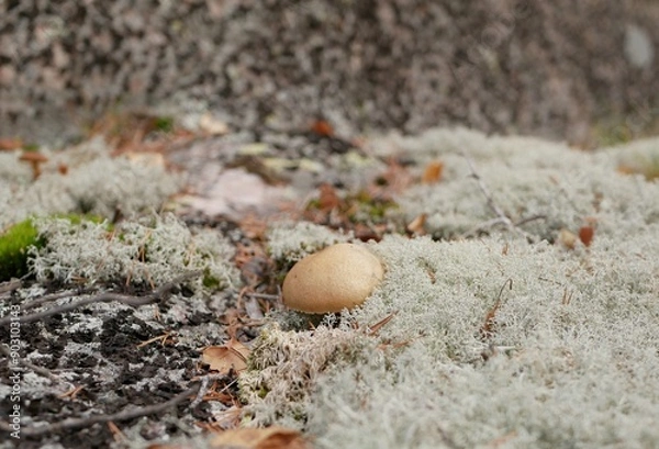 Fototapeta A large aspen mushroom grows among reindeer moss on a cloudy autumn day. Protein food for Vegetarians is grown in natural conditions.