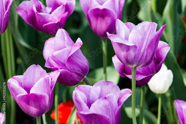 Obraz Purple Tulips