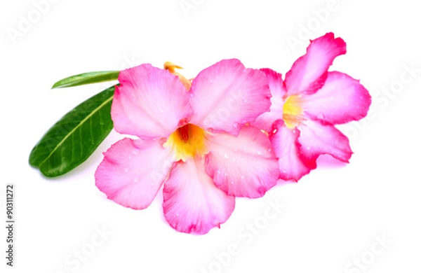 Fototapeta Close-up pink Desert Rose Flower or Adenium obesum isolated on w