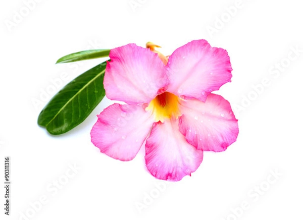 Fototapeta Close-up pink Desert Rose Flower or Adenium obesum isolated on w