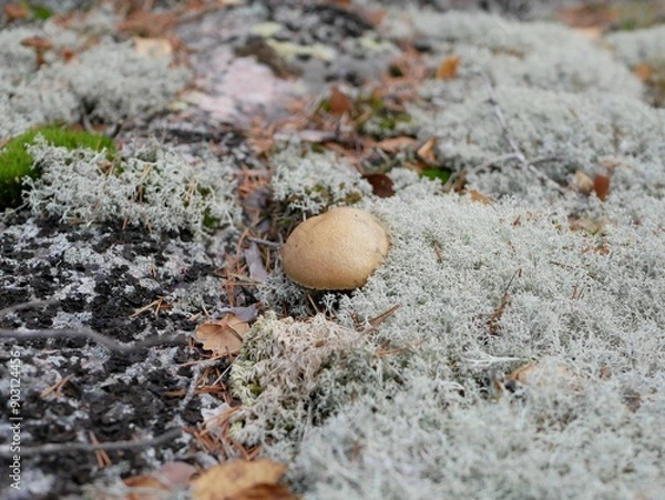 Fototapeta A large aspen mushroom grows among reindeer moss on a cloudy autumn day. Protein food for Vegetarians is grown in natural conditions.