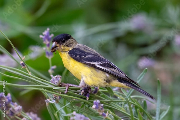 Obraz lesser goldfinch