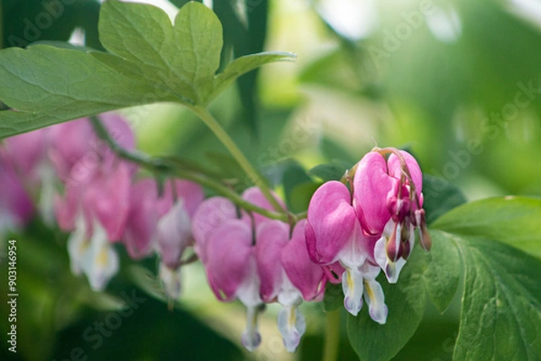 Fototapeta Bleeding Heart Flower