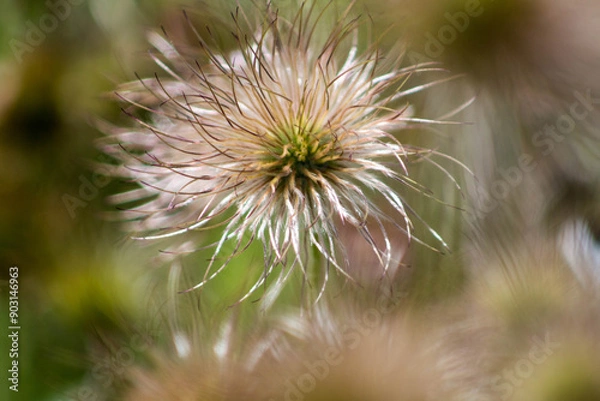 Fototapeta dandelion head
