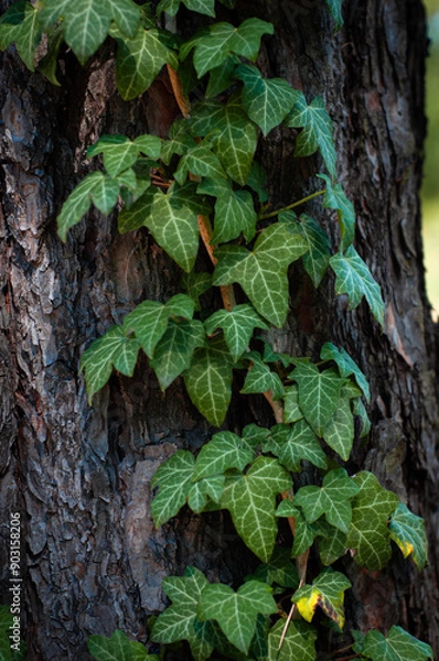 Obraz flourishing ivy plants crawling over bark of tree in natural environment
