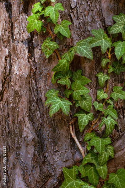 Obraz close-up view of ivy vines intertwining with textured bark of tree