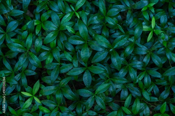 Obraz close-up of fresh green grass in garden