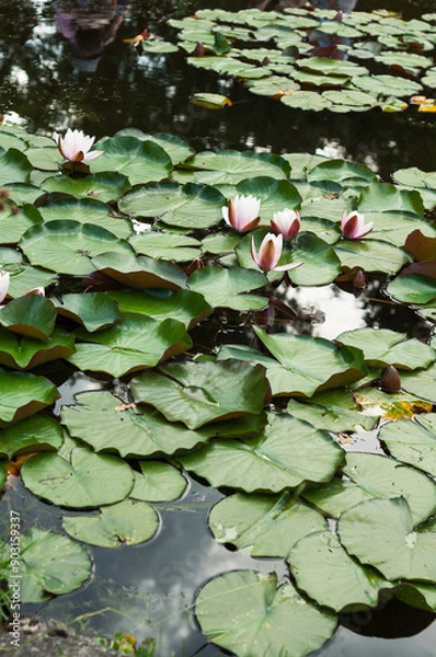 Obraz A tranquil pond features blooming water lilies with pink and white flowers among green lily pads. Calm water and reflections create serene and beautiful natural environment, ideal for relaxation.