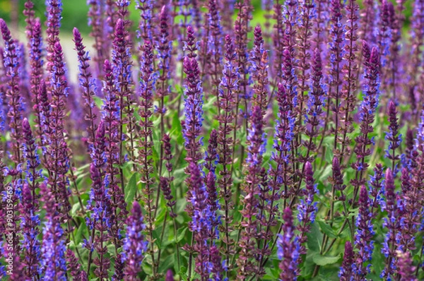 Obraz Close-up of blooming lavender salvia flowers, with their vivid purple spikes standing tall amidst green foliage. This colorful floral display epitomizes the serene beauty of nature in summertime.