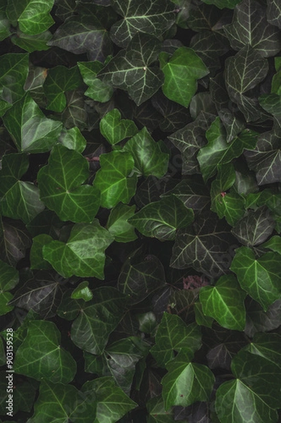 Obraz Close-up of lush green ivy leaves, forming a dense and vibrant ground cover. The detailed leaf texture and rich greenery highlight the natural beauty and tranquility of this outdoor plant.