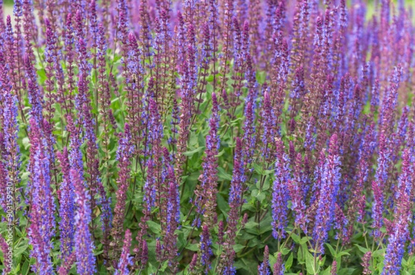 Obraz A field of purple salvia flowers in full bloom, surrounded by lush green leaves. This serene garden scene captures the essence of summer, with its vibrant colors and natural tranquility.