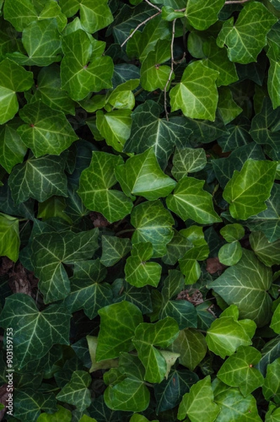 Obraz Dense foliage of ivy leaves, with their vibrant green color and intricate leaf patterns. This natural ground cover creates a lush and serene environment, perfect for a garden or woodland setting.