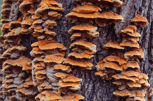 Obraz Mushrooms and fungi thriving on tree bark in a forest, displaying the rich textures and natural beauty of woodland ecosystems.