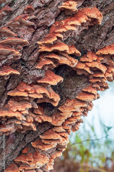 Obraz A variety of fungi growing on the rough bark of a tree, capturing the intricate and rustic beauty of forest life and natural growth patterns.