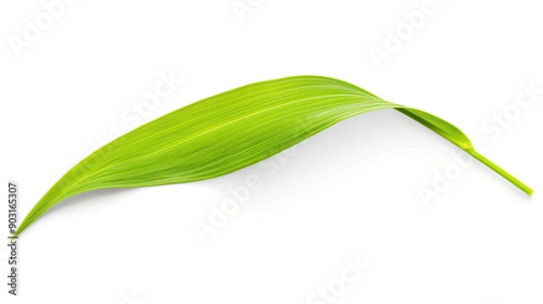 Obraz one single grass blade leaf on white background