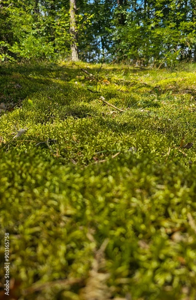 Fototapeta Waldboden mit Moos, grüner Wald
