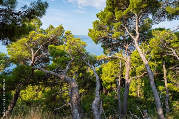 Fototapeta View of the Adriatic coast during summer
