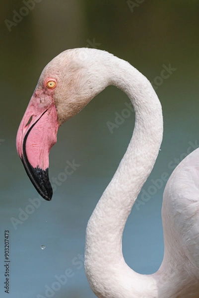 Fototapeta Greater Flamingo (phoenicopterus roseus) close portrait on Jully 11, 2024 in Ornithological Park of Pont de Gau, Camargue, France.