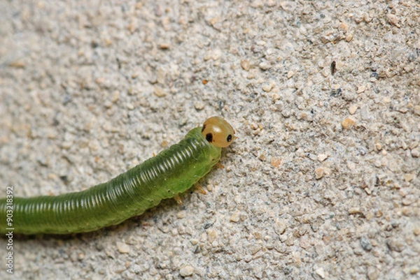 Fototapeta green caterpillar macro on red rose