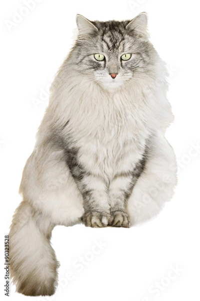Obraz gray siberian cat on white background