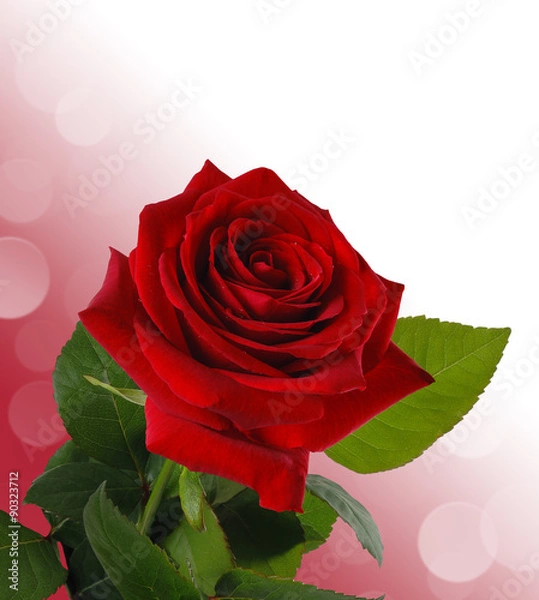 Obraz Big red rose