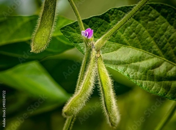Obraz young soybean plant with flowers and beans on it 