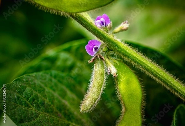 Fototapeta blossoming soybean plants