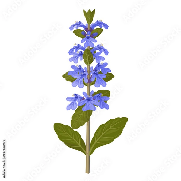 Obraz Vector illustration of Ajuga reptans, commonly known as bugleweed or carpet bugle, isolated on white background.