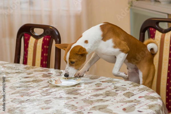 Fototapeta Always hungry basenji dog controls amount of leftovers on a dinner table.