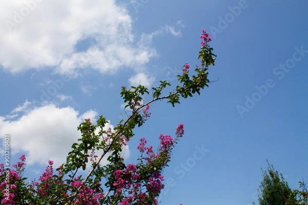 Fototapeta pink flowers from the tree on the blue sky with clouds background