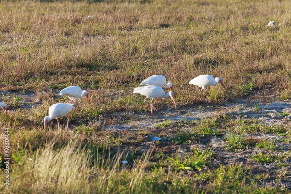 Obraz Birds in the field