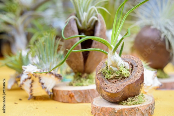 Obraz Tillandsia plants