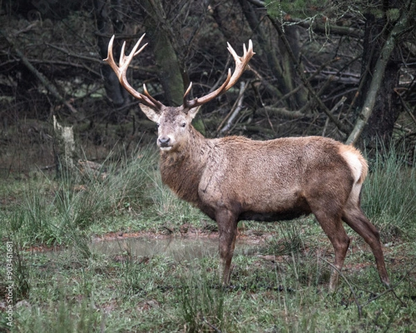 Obraz deer in the woods